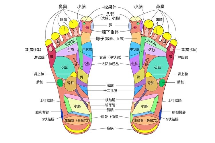 足底反射区图片