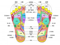 足底反射区图片 足底反射区分布图