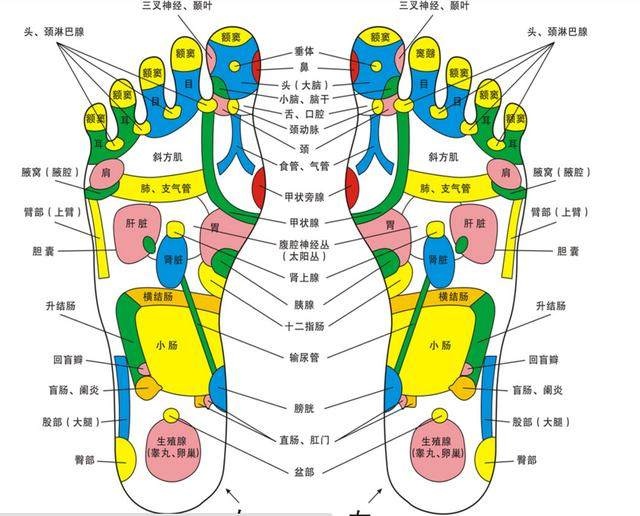 足底反射区图片