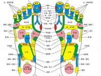 足底反射区图片详解 足部反射区解析大全