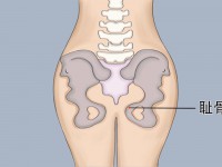耻骨是哪个部位图片 耻骨是哪个部位图解