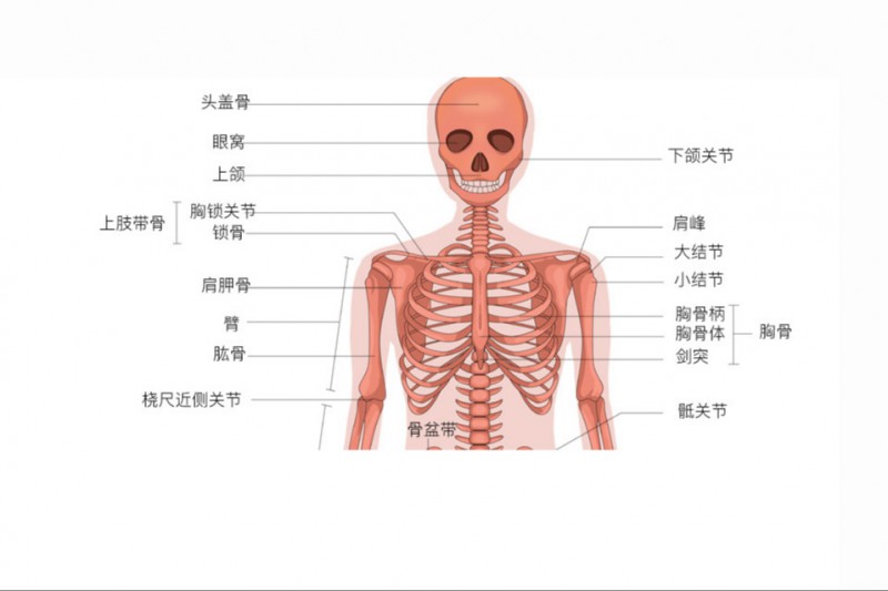 人体骨骼图正面