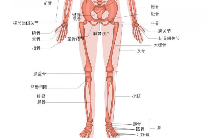 人体骨骼图正面