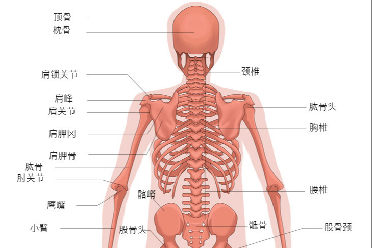 人体骨骼图背面