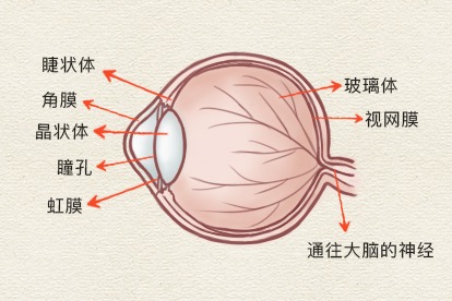 眼球结构图