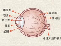 眼球结构图 眼球的功能及用眼注意事项