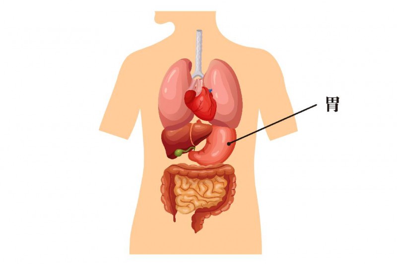 胃的部位图
