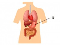 胃的位置图 胃的作用与部位图示意图