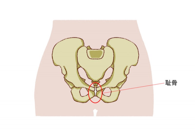耻骨位置图