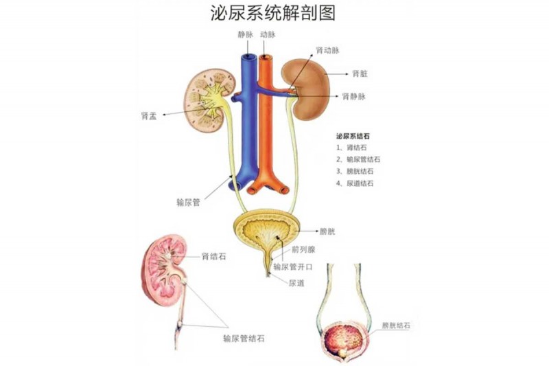 泌尿系统解剖图