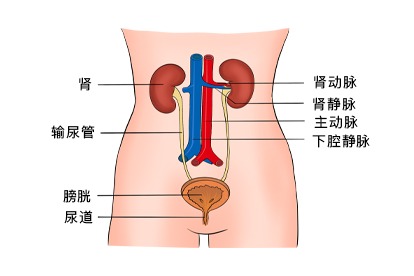 泌尿系统解剖图