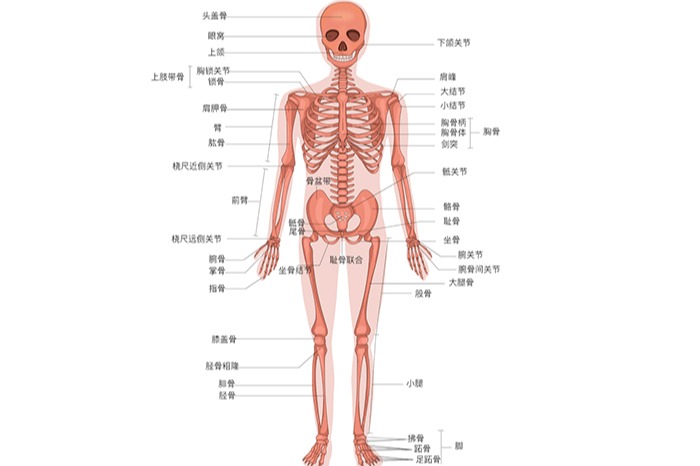 人体骨头结构正面图