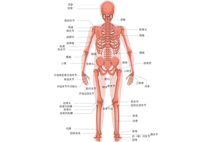 人体骨头结构背面图