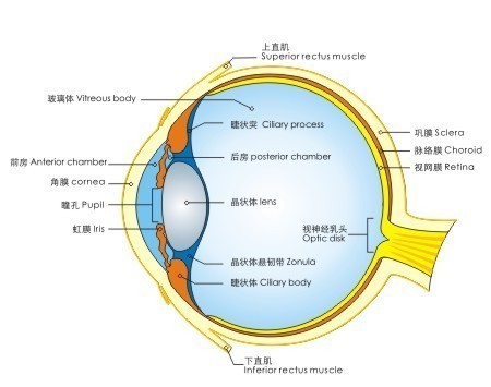 眼球结构图 眼球构造有哪些