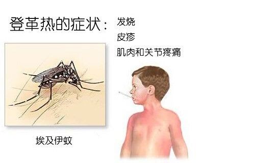 登革热预防措施 登革热疾病预防措施是什么呢