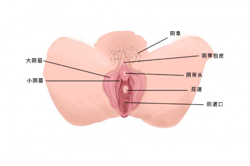 慢性外阴炎怎么治疗 女性外阴图片