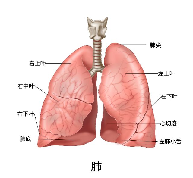 肺癌什么情况需要化疗 肺癌化疗一般几个疗程