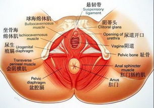 女生的生殖器官长什么样 女性生殖结构彩色解剖图示