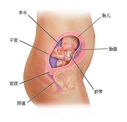 孕妇需要哪些营养 孕期应该补充哪些营养