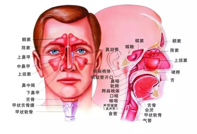 过敏性鼻炎的中医治疗方法有哪些 小孩鼻炎治疗方法中医