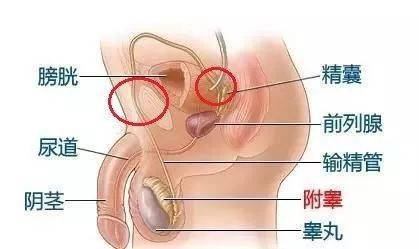 小弟弟又黑又硬又粗是什么情况 阴茎成长秘方