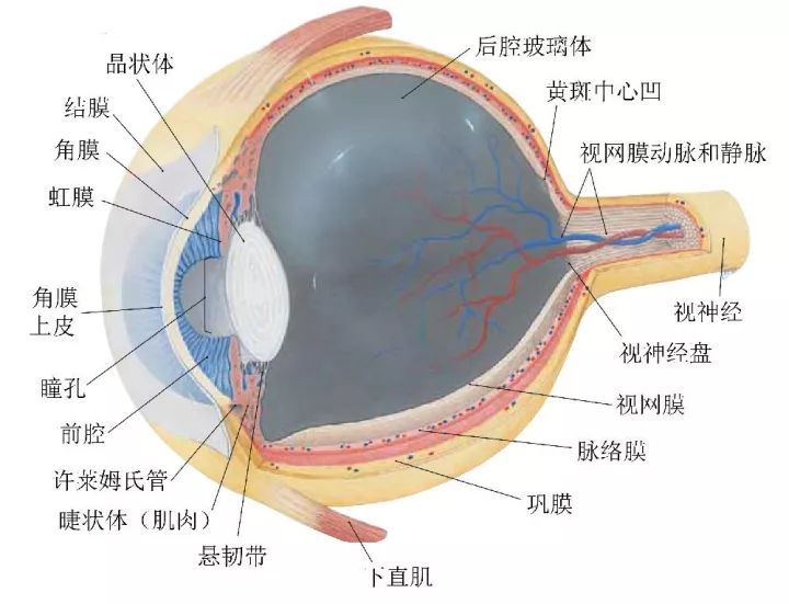 眼睛的结构图 检查眼底能查出什么