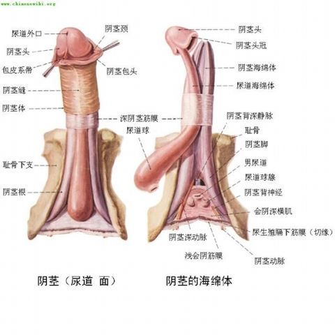 男性JB的功能尺寸标准是多少 男性的生殖器叫什么