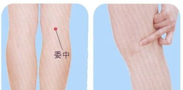 委中的准确位置图片 委中的准确位置及功效