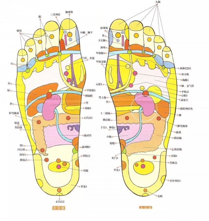 足底反射区图片 足底反射区的功效和作用