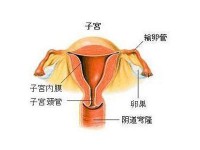 迈威生物靶向Nectin-4ADC创新药9MW2821获CDE同意针对宫颈癌开展III期临床研究