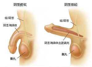 阳痿是什么 男人阳痿该吃什么