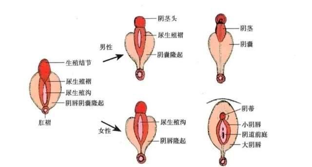 阴茎为什么软的时候好小 阴茎软的时候特别小怎么办